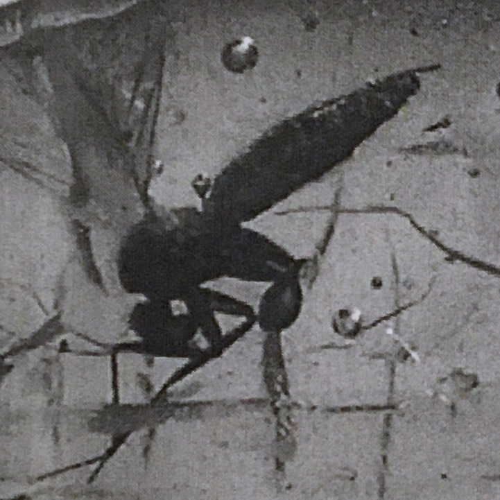 Natural History - Insect in Polished Baltic Amber